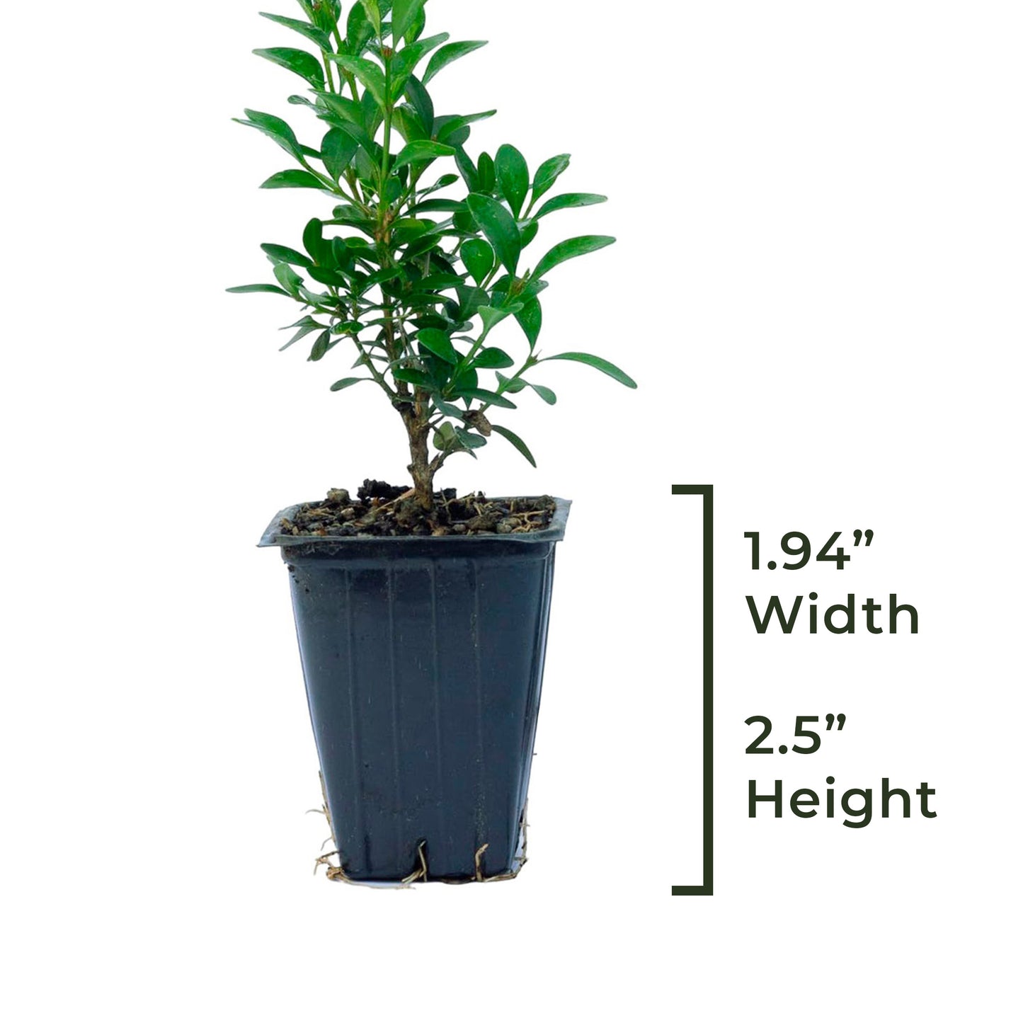 Green Velvet Boxwood | Live Plant in 2.5 Inch Nursery Cube | Buxus ‘Green Velvet’