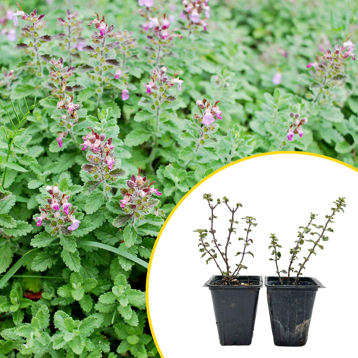 2 Wall Germander – Compact Evergreen Groundcover Shrub with Glossy Aromatic Foliage & Purple Summer Flowers (Teucrium chamaedrys)