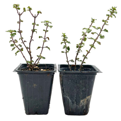 2 Wall Germander – Compact Evergreen Groundcover Shrub with Glossy Aromatic Foliage & Purple Summer Flowers (Teucrium chamaedrys)