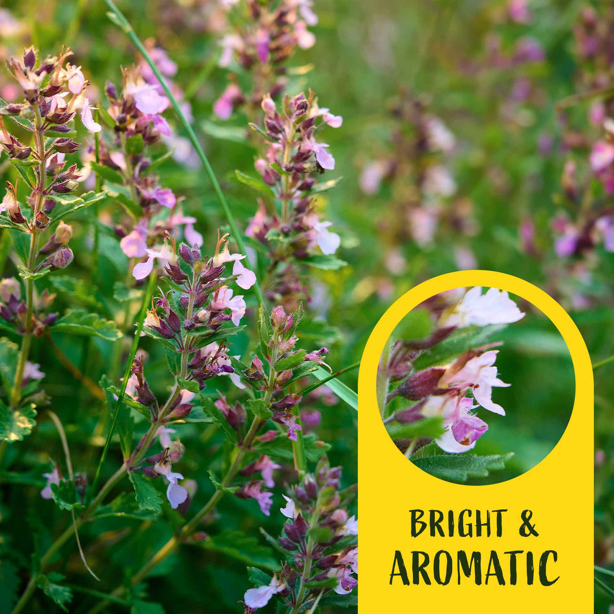 2 Wall Germander – Compact Evergreen Groundcover Shrub with Glossy Aromatic Foliage & Purple Summer Flowers (Teucrium chamaedrys)
