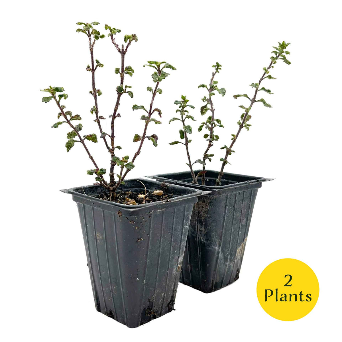 2 Wall Germander – Compact Evergreen Groundcover Shrub with Glossy Aromatic Foliage & Purple Summer Flowers (Teucrium chamaedrys)