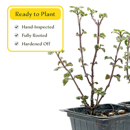 2 Wall Germander – Compact Evergreen Groundcover Shrub with Glossy Aromatic Foliage & Purple Summer Flowers (Teucrium chamaedrys)