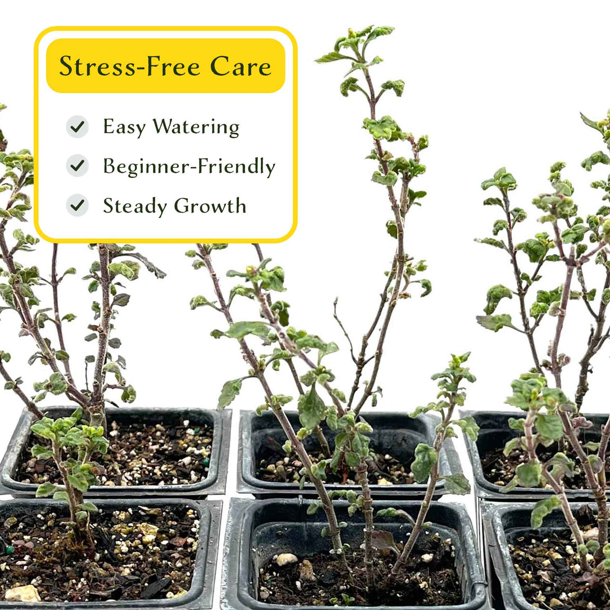 2 Wall Germander – Compact Evergreen Groundcover Shrub with Glossy Aromatic Foliage & Purple Summer Flowers (Teucrium chamaedrys)