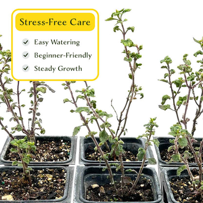 2 Wall Germander – Compact Evergreen Groundcover Shrub with Glossy Aromatic Foliage & Purple Summer Flowers (Teucrium chamaedrys)