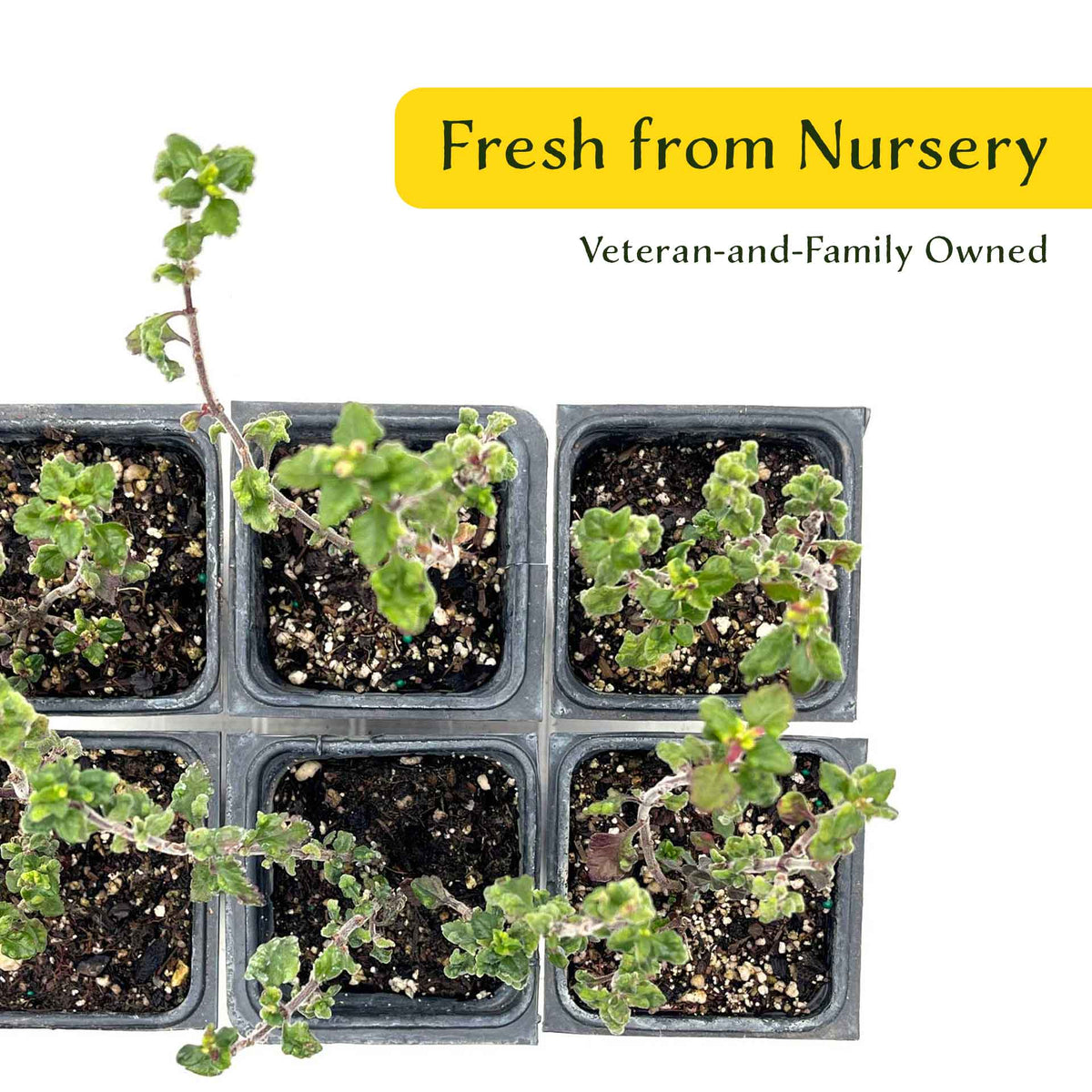 2 Wall Germander – Compact Evergreen Groundcover Shrub with Glossy Aromatic Foliage & Purple Summer Flowers (Teucrium chamaedrys)