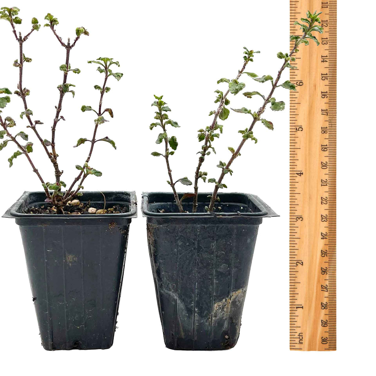 2 Wall Germander – Compact Evergreen Groundcover Shrub with Glossy Aromatic Foliage & Purple Summer Flowers (Teucrium chamaedrys)