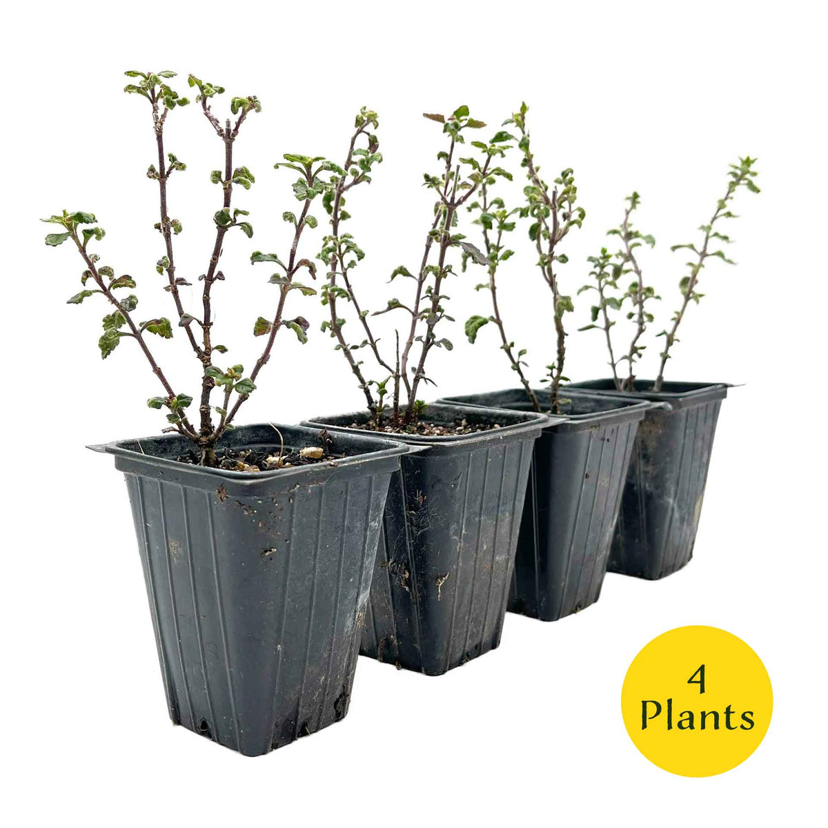 2 Wall Germander – Compact Evergreen Groundcover Shrub with Glossy Aromatic Foliage & Purple Summer Flowers (Teucrium chamaedrys)