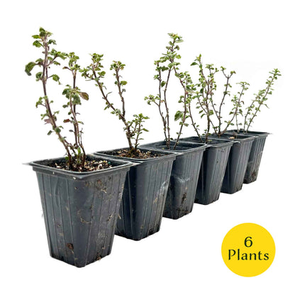 2 Wall Germander – Compact Evergreen Groundcover Shrub with Glossy Aromatic Foliage & Purple Summer Flowers (Teucrium chamaedrys)