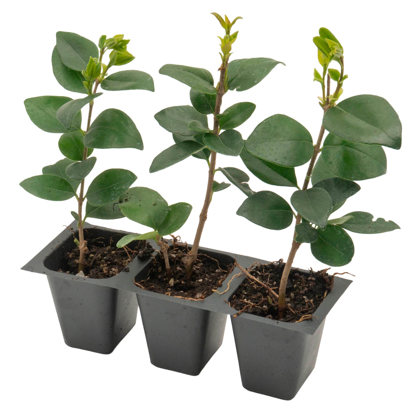 Waxleaf Privet | Live Plant in 2.5 Inch Nursery Cube | Ligustrum Japonicum 'Texanum'