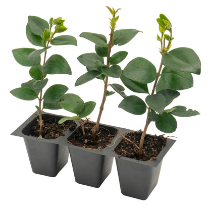 Waxleaf Privet | Live Plant in 2.5 Inch Nursery Cube | Ligustrum Japonicum 'Texanum'