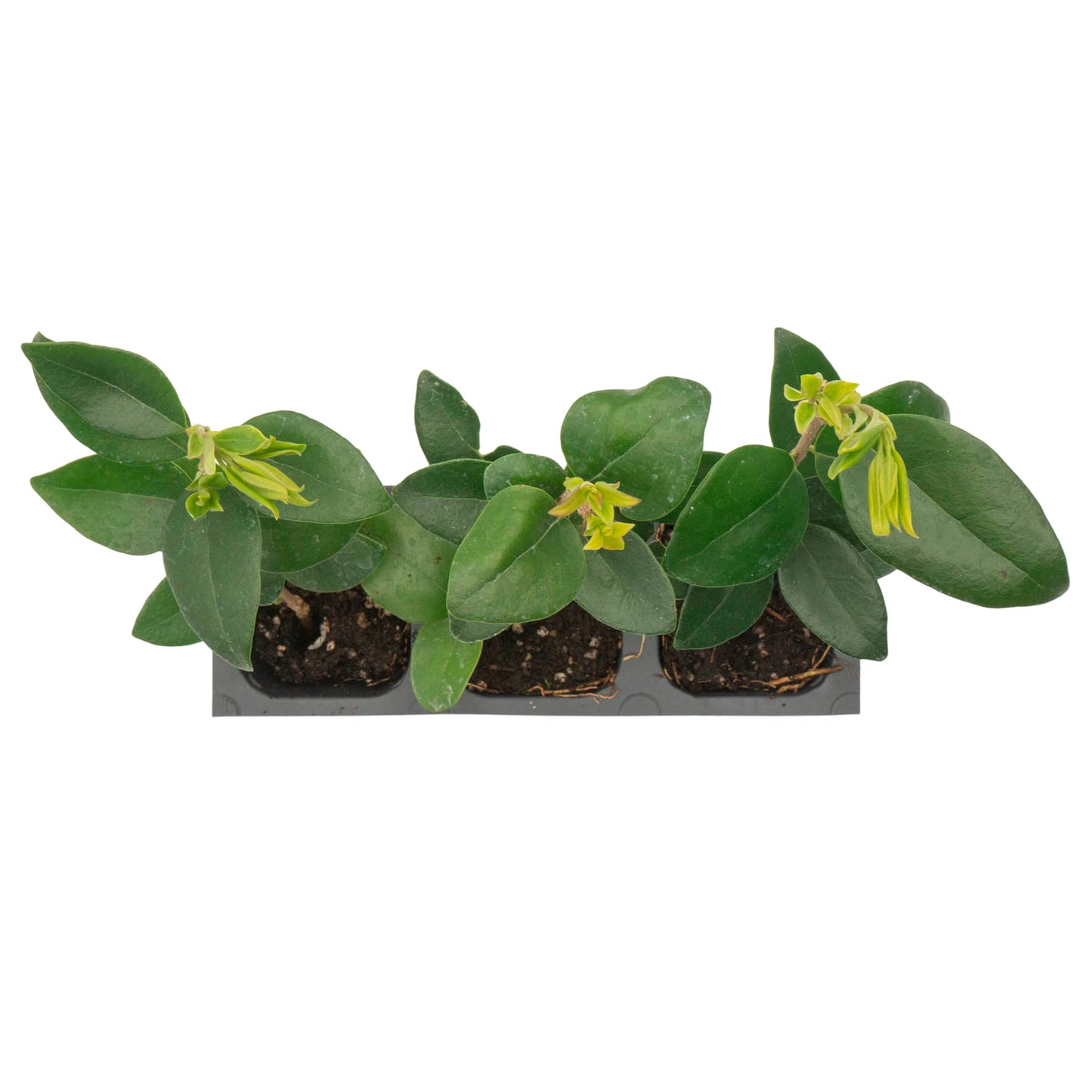 Waxleaf Privet | Live Plant in 2.5 Inch Nursery Cube | Ligustrum Japonicum 'Texanum'