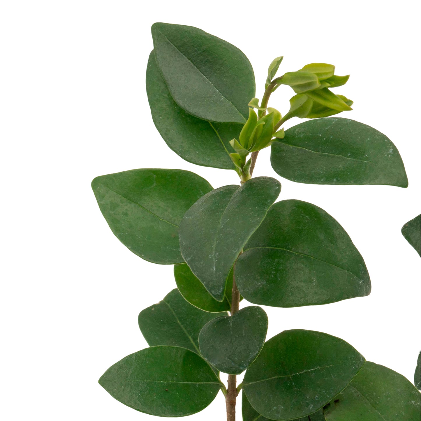 Waxleaf Privet | Live Plant in 2.5 Inch Nursery Cube | Ligustrum Japonicum 'Texanum'