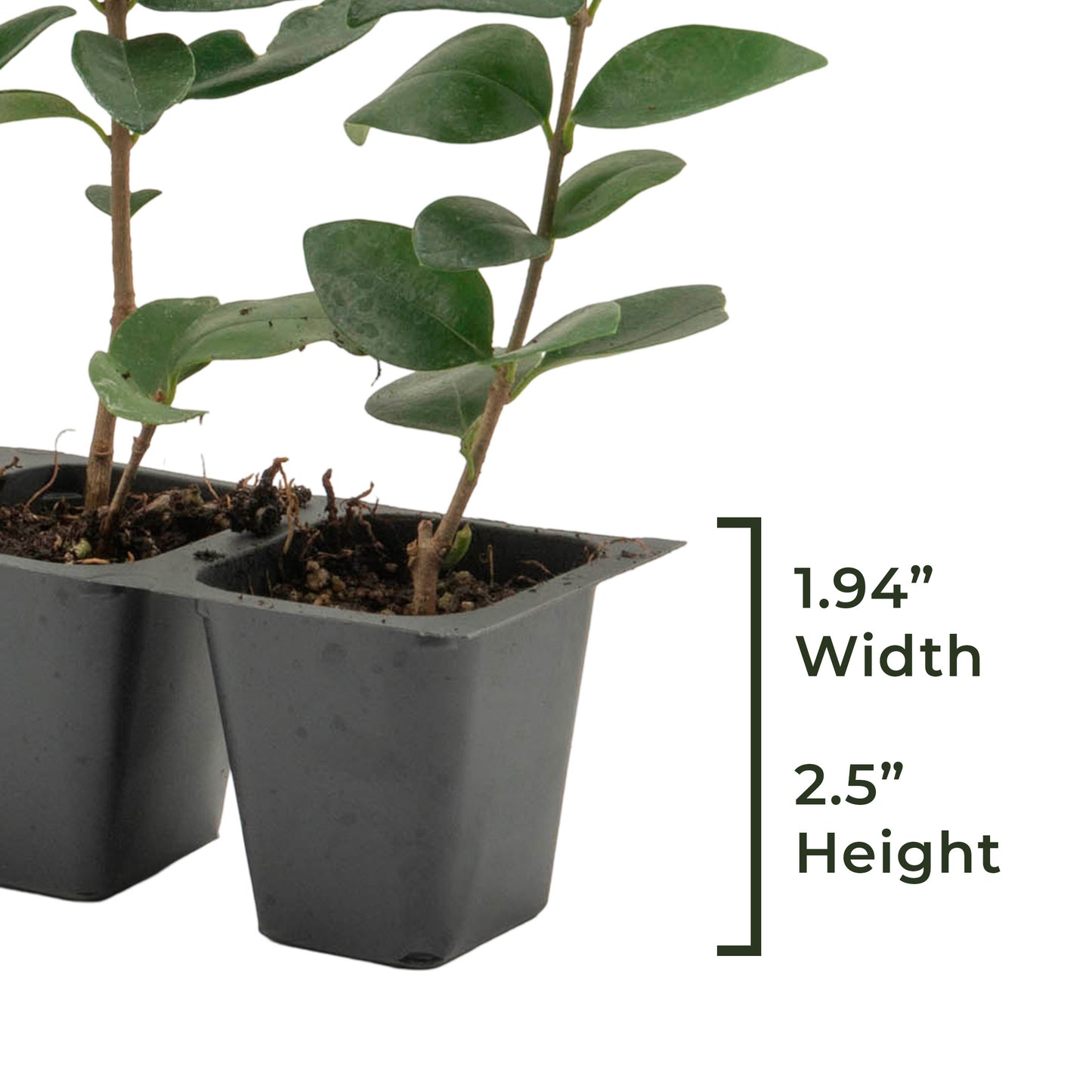 Waxleaf Privet | Live Plant in 2.5 Inch Nursery Cube | Ligustrum Japonicum 'Texanum'