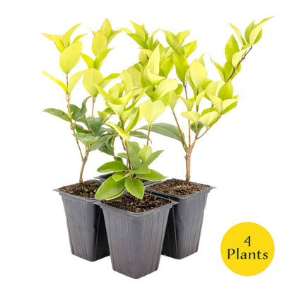 2 Waxleaf Privet Plants in 3.5” Cubes | Evergreen Shrub for Dense Privacy Screen, Hedges, Pots & Landscaping (Ligustrum japonicum ‘Texanum’)