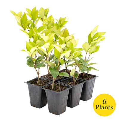 2 Waxleaf Privet Plants in 3.5” Cubes | Evergreen Shrub for Dense Privacy Screen, Hedges, Pots & Landscaping (Ligustrum japonicum ‘Texanum’)