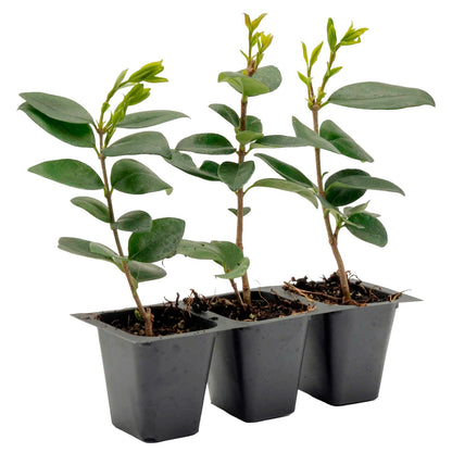 Waxleaf Privet | Live Plant in 2.5 Inch Nursery Cube | Ligustrum Japonicum 'Texanum'