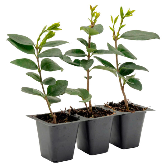 Waxleaf Privet | Live Plant in 2.5 Inch Nursery Cube | Ligustrum Japonicum 'Texanum'