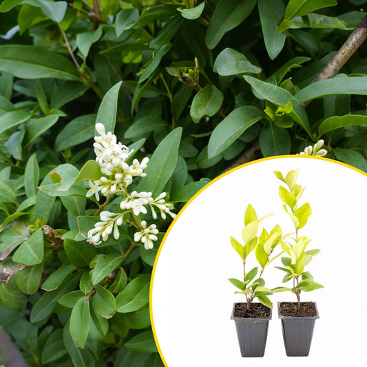 2 Waxleaf Privet Plants in 3.5” Cubes | Evergreen Shrub for Dense Privacy Screen, Hedges, Pots & Landscaping (Ligustrum japonicum ‘Texanum’)