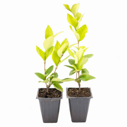 2 Waxleaf Privet Plants in 3.5” Cubes | Evergreen Shrub for Dense Privacy Screen, Hedges, Pots & Landscaping (Ligustrum japonicum ‘Texanum’)
