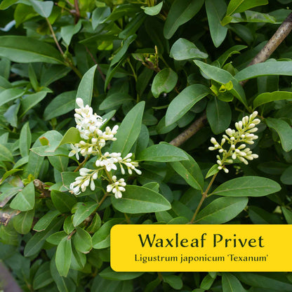 2 Waxleaf Privet Plants in 3.5” Cubes | Evergreen Shrub for Dense Privacy Screen, Hedges, Pots & Landscaping (Ligustrum japonicum ‘Texanum’)
