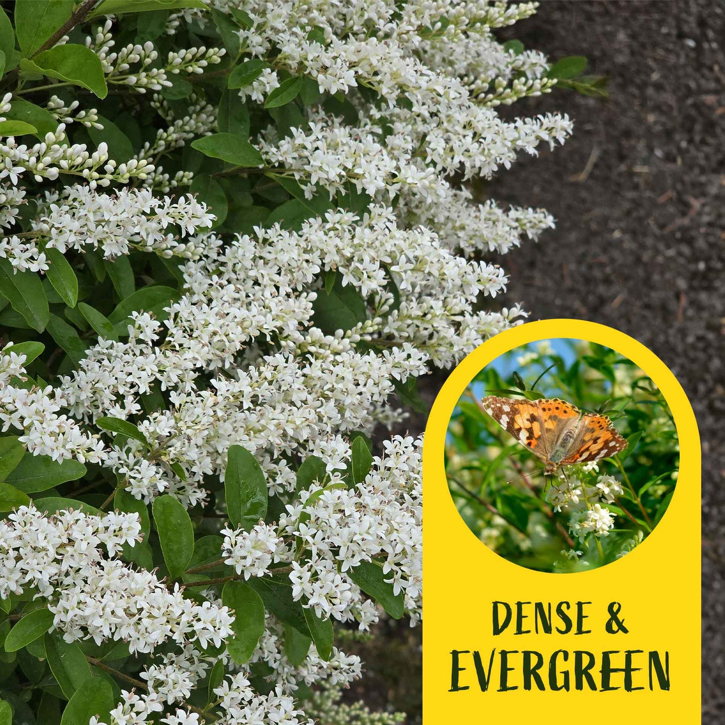 2 Waxleaf Privet Plants in 3.5” Cubes | Evergreen Shrub for Dense Privacy Screen, Hedges, Pots & Landscaping (Ligustrum japonicum ‘Texanum’)