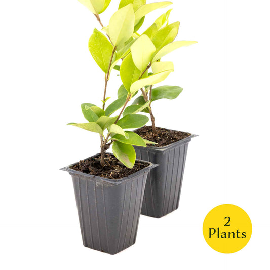 2 Waxleaf Privet Plants in 3.5” Cubes | Evergreen Shrub for Dense Privacy Screen, Hedges, Pots & Landscaping (Ligustrum japonicum ‘Texanum’)