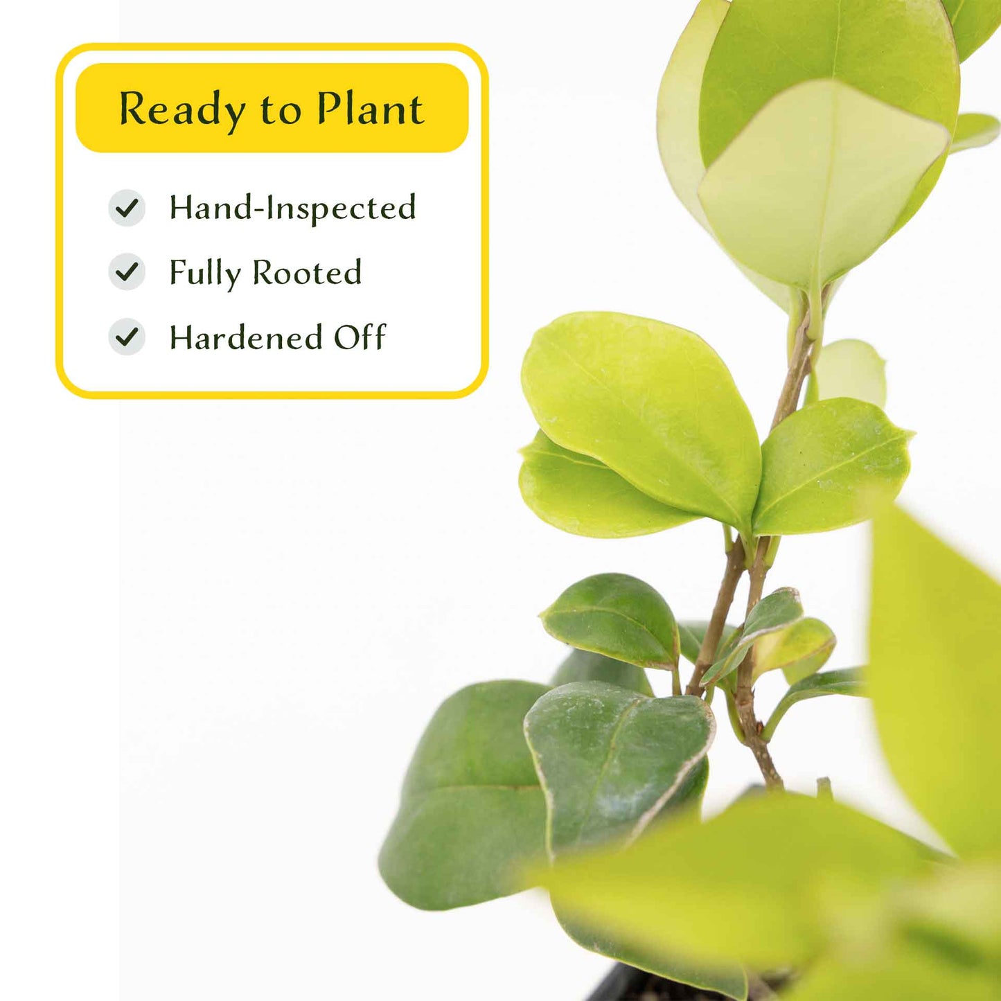 2 Waxleaf Privet Plants in 3.5” Cubes | Evergreen Shrub for Dense Privacy Screen, Hedges, Pots & Landscaping (Ligustrum japonicum ‘Texanum’)