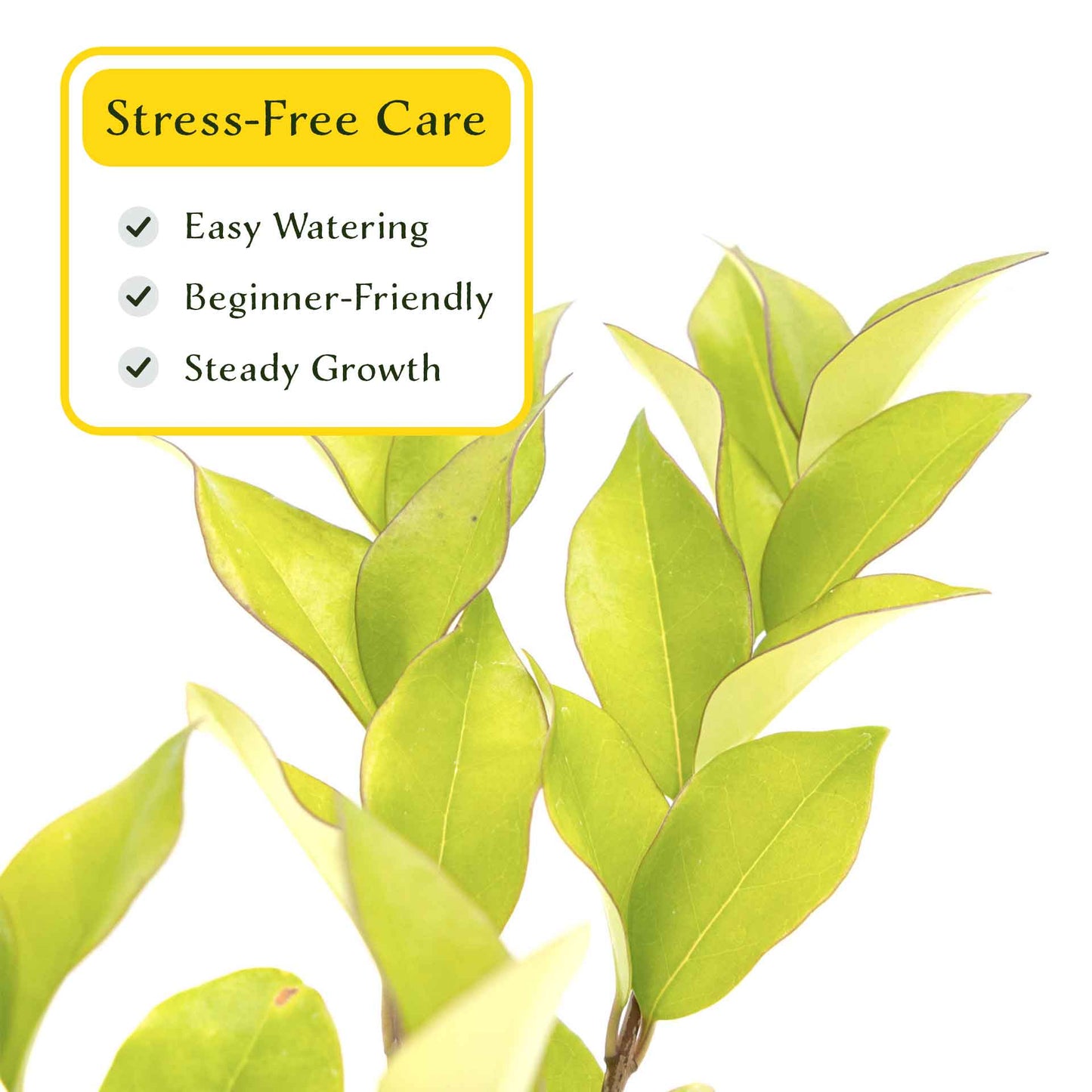 2 Waxleaf Privet Plants in 3.5” Cubes | Evergreen Shrub for Dense Privacy Screen, Hedges, Pots & Landscaping (Ligustrum japonicum ‘Texanum’)