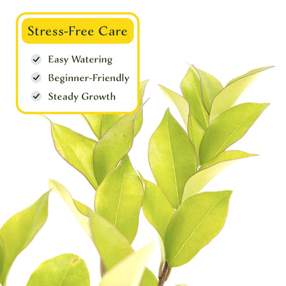 2 Waxleaf Privet Plants in 3.5” Cubes | Evergreen Shrub for Dense Privacy Screen, Hedges, Pots & Landscaping (Ligustrum japonicum ‘Texanum’)