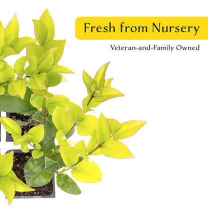 2 Waxleaf Privet Plants in 3.5” Cubes | Evergreen Shrub for Dense Privacy Screen, Hedges, Pots & Landscaping (Ligustrum japonicum ‘Texanum’)