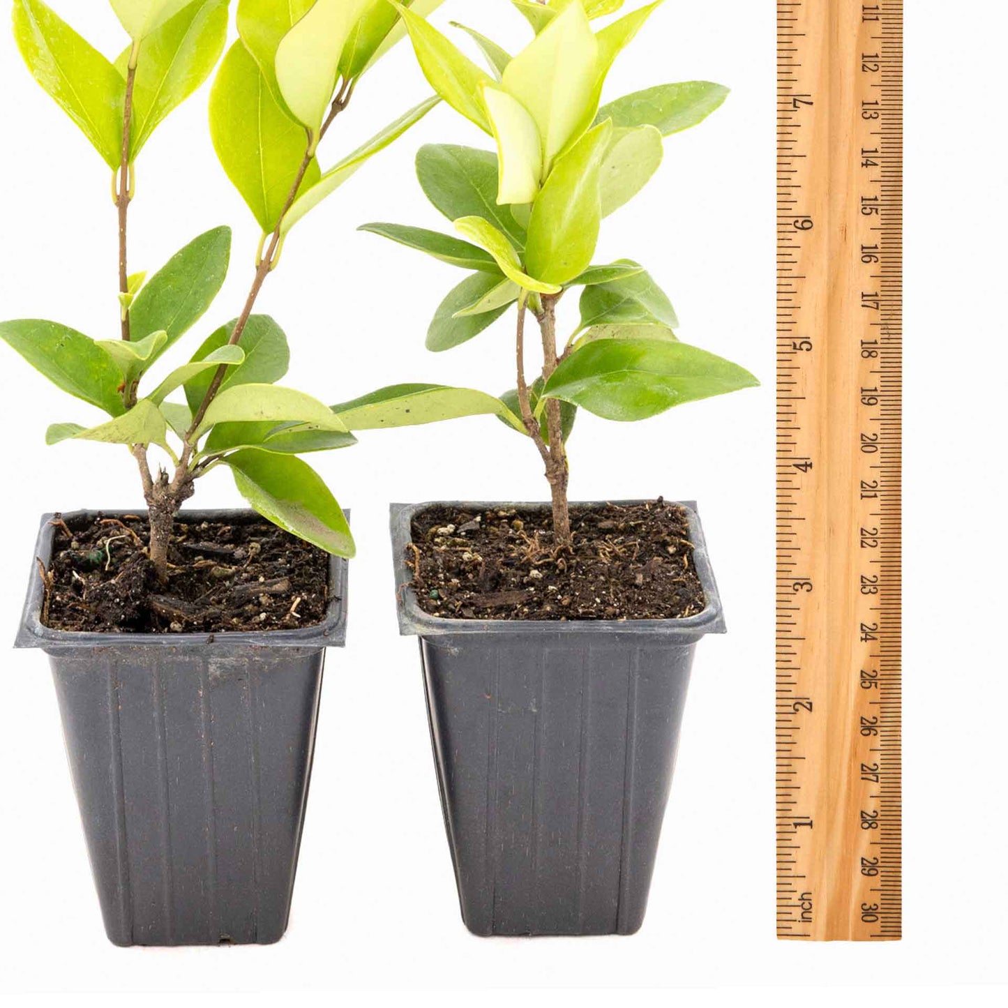 2 Waxleaf Privet Plants in 3.5” Cubes | Evergreen Shrub for Dense Privacy Screen, Hedges, Pots & Landscaping (Ligustrum japonicum ‘Texanum’)