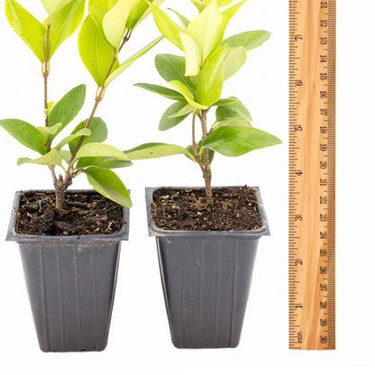 2 Waxleaf Privet Plants in 3.5” Cubes | Evergreen Shrub for Dense Privacy Screen, Hedges, Pots & Landscaping (Ligustrum japonicum ‘Texanum’)