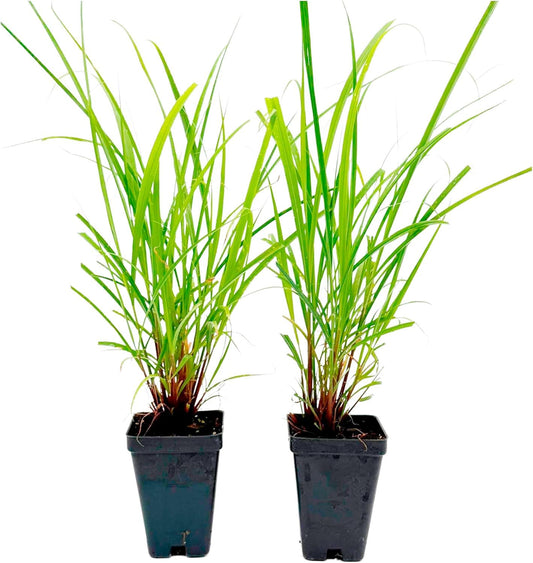 West Indian Lemongrass Starter | Live Herb in 2.5 Inch Nursery Cube | Cymbopogon Citratus
