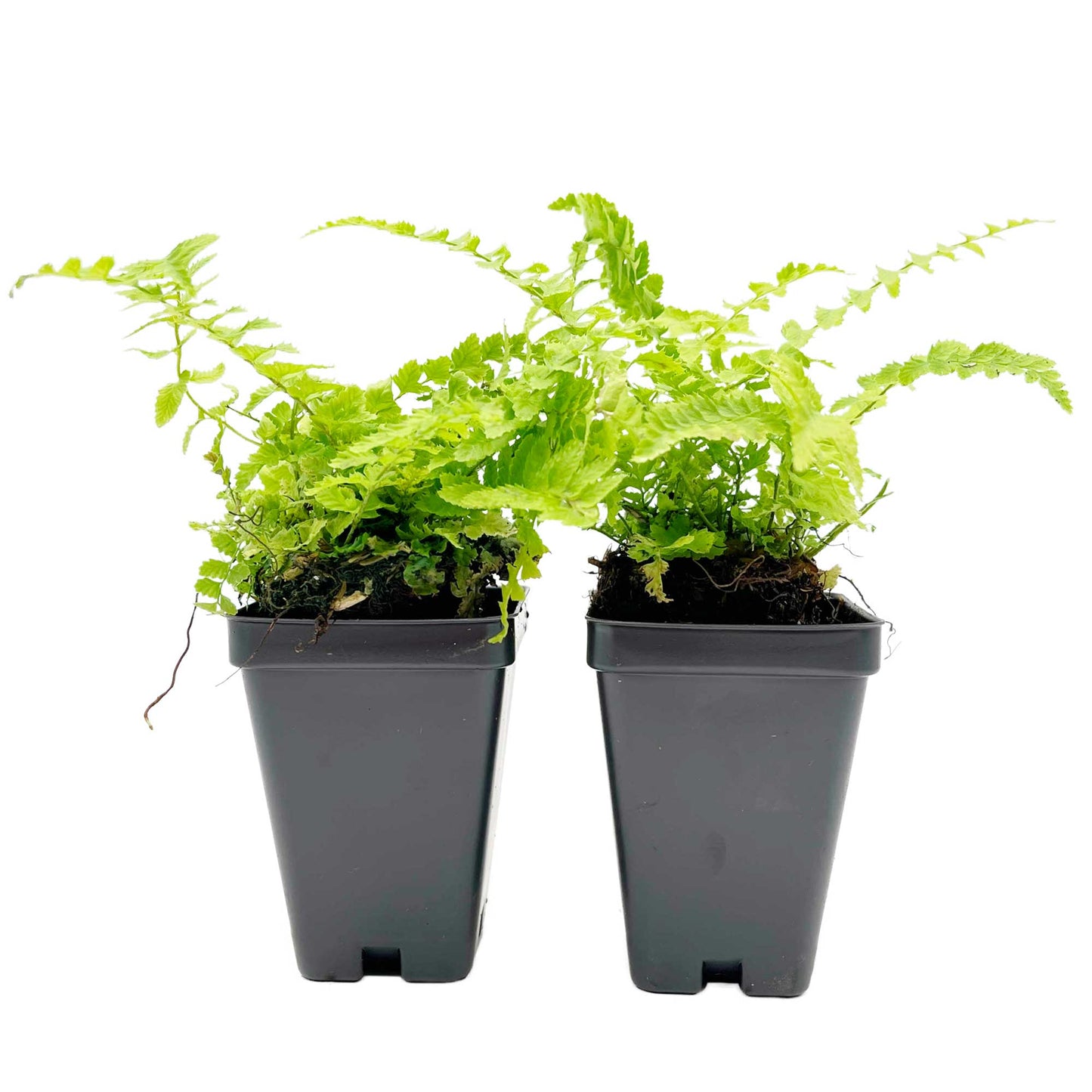 Western Sword Fern in 3.5” Cubes (Polystichum munitum ‘Western Sword’)