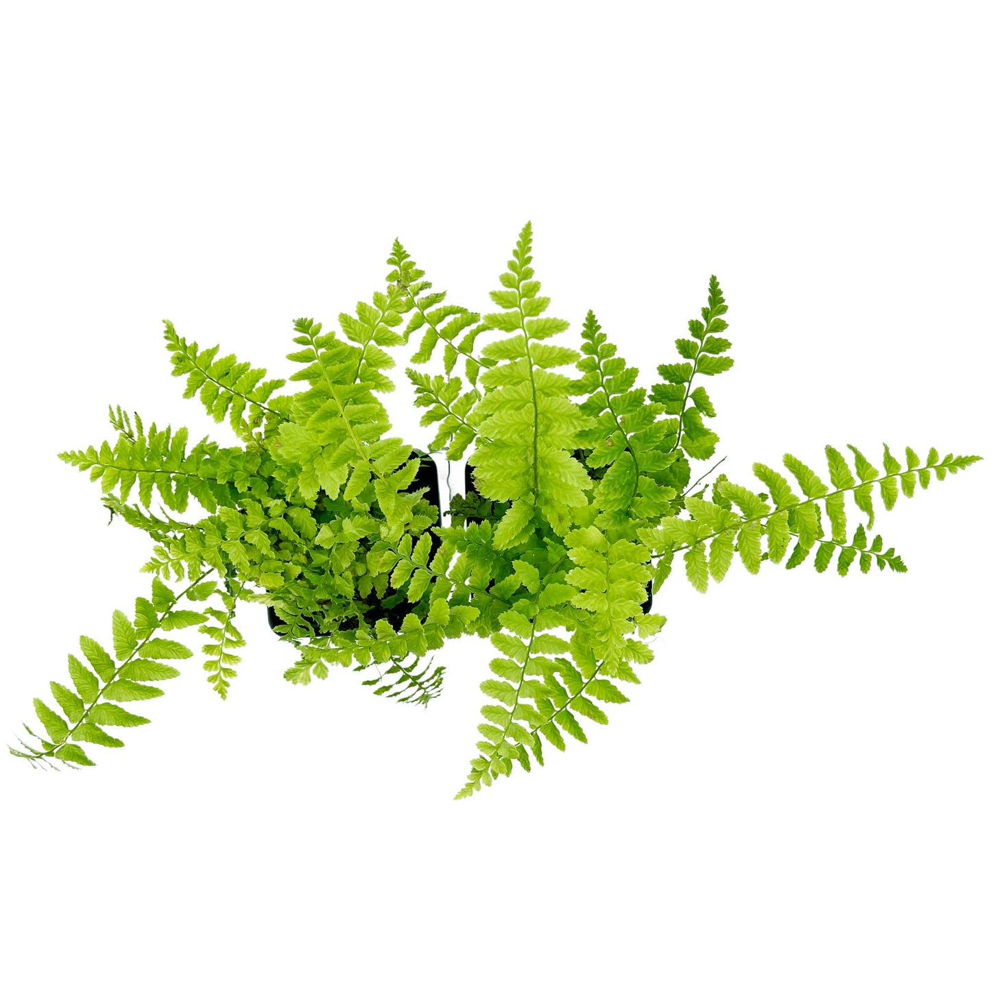 Western Sword Fern in 3.5” Cubes (Polystichum munitum ‘Western Sword’)
