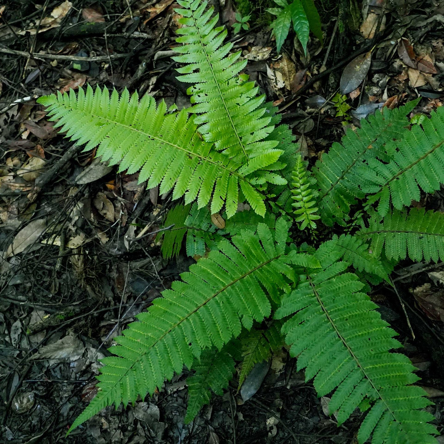 Western Sword Fern in 3.5” Cubes (Polystichum munitum ‘Western Sword’)