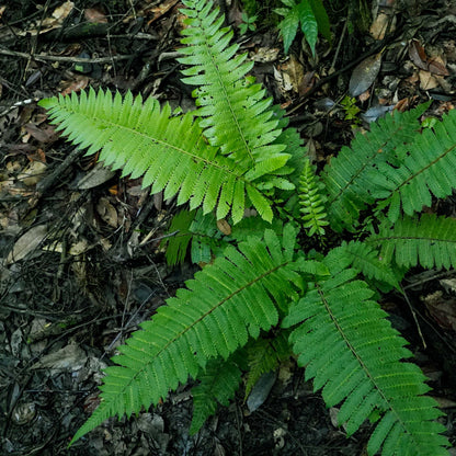 Western Sword Fern in 3.5” Cubes (Polystichum munitum ‘Western Sword’)