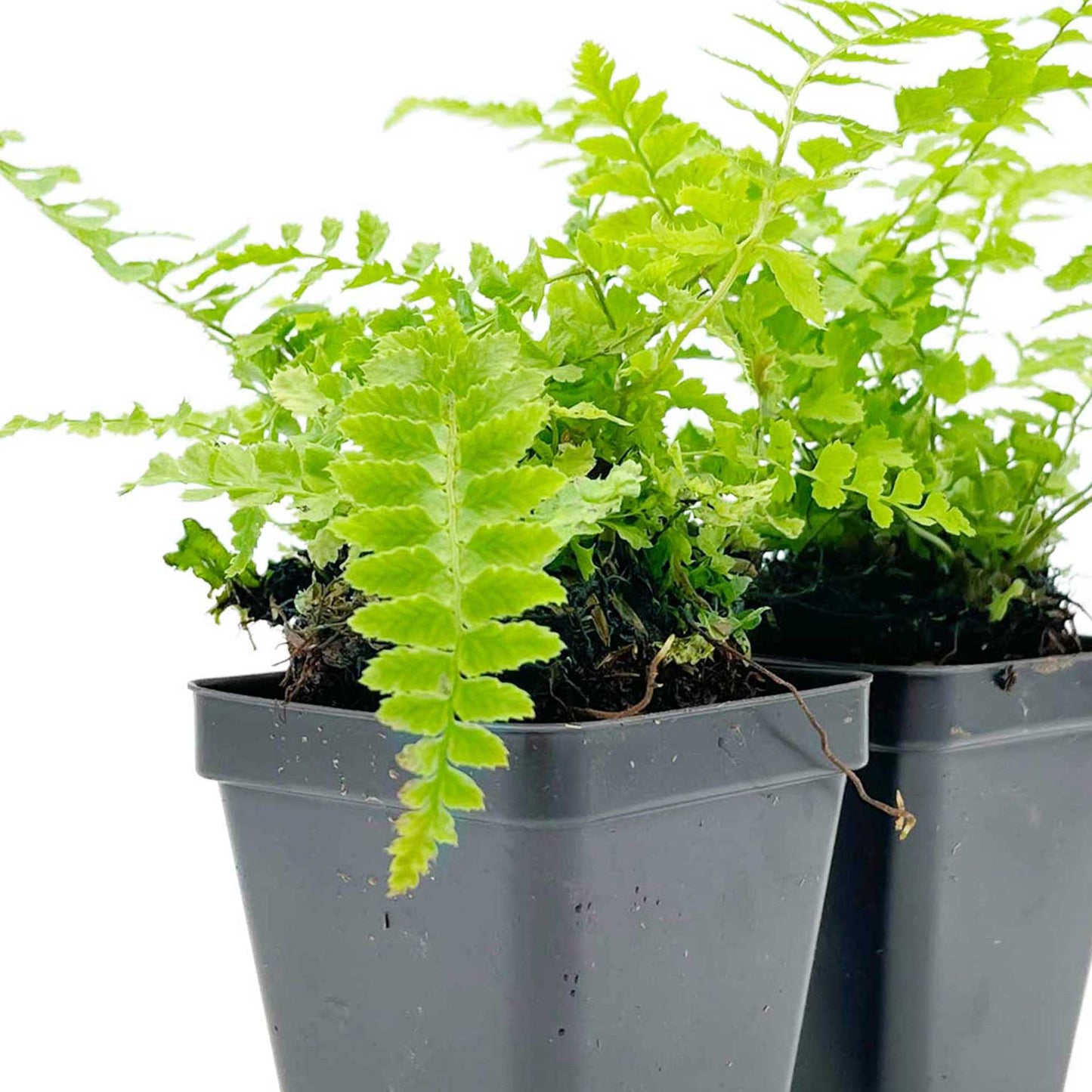 Western Sword Fern in 3.5” Cubes (Polystichum munitum ‘Western Sword’)