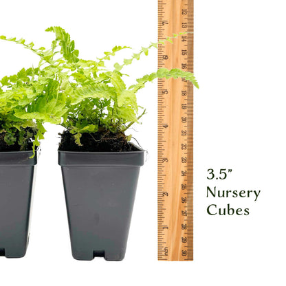 Western Sword Fern in 3.5” Cubes (Polystichum munitum ‘Western Sword’)