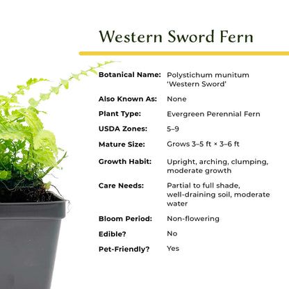Western Sword Fern in 3.5” Cubes (Polystichum munitum ‘Western Sword’)