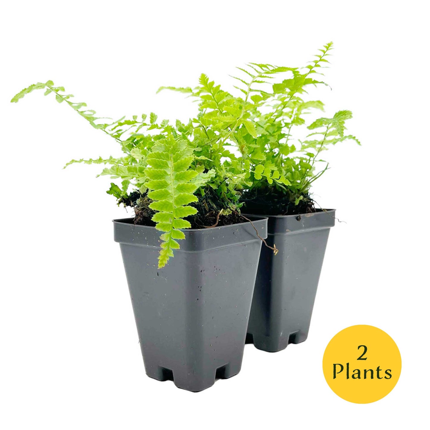 Western Sword Fern in 3.5” Cubes (Polystichum munitum ‘Western Sword’)