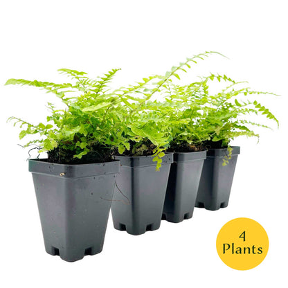Western Sword Fern in 3.5” Cubes (Polystichum munitum ‘Western Sword’)