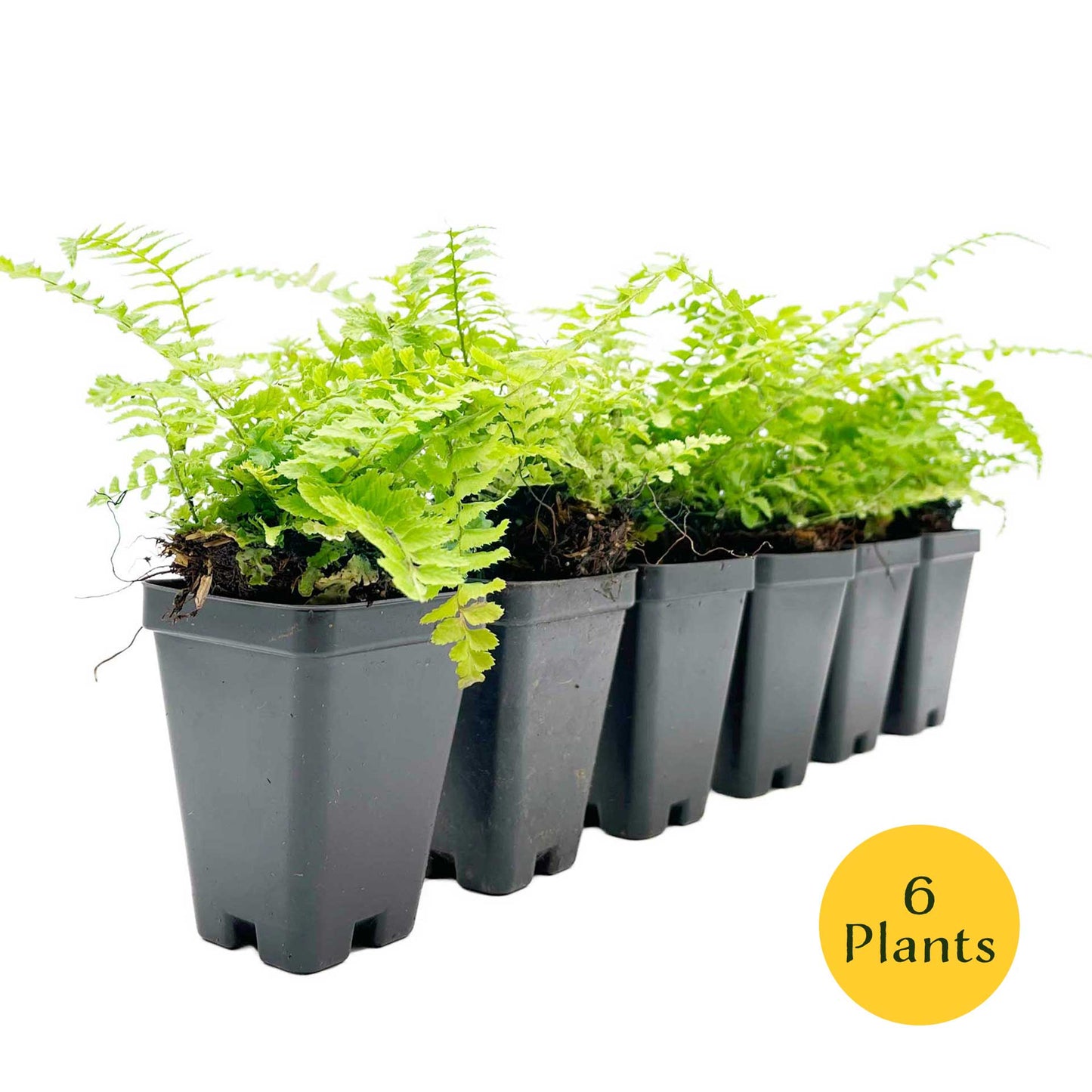 Western Sword Fern in 3.5” Cubes (Polystichum munitum ‘Western Sword’)