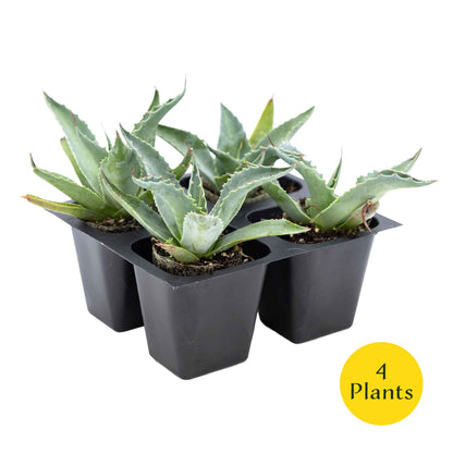 2 Whale's Tongue Agave Succulent Plants in Nursery Cubes (Agave ovatifolia) Evergreen Agave with Blue Paddle-Like Leaves for Xeriscaping