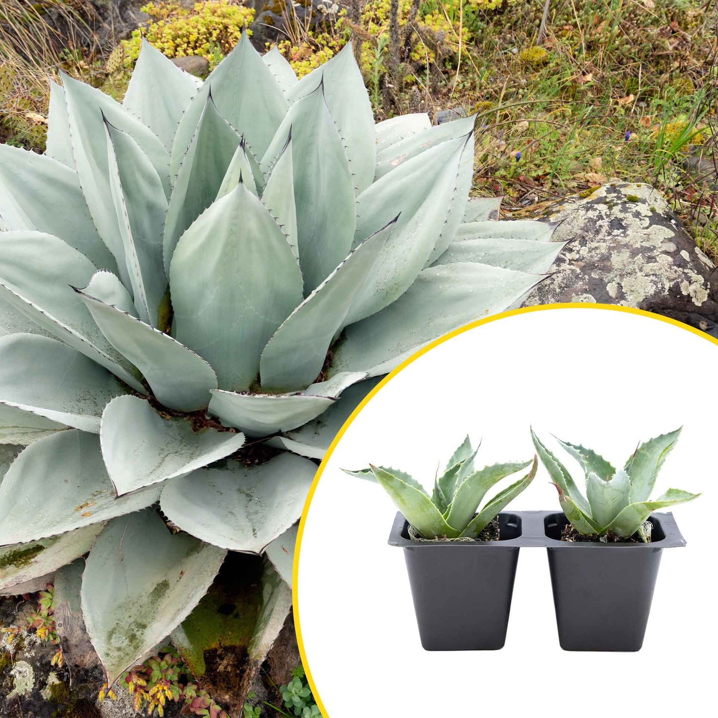 2 Whale's Tongue Agave Succulent Plants in Nursery Cubes (Agave ovatifolia) Evergreen Agave with Blue Paddle-Like Leaves for Xeriscaping