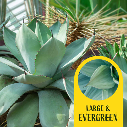 2 Whale's Tongue Agave Succulent Plants in Nursery Cubes (Agave ovatifolia) Evergreen Agave with Blue Paddle-Like Leaves for Xeriscaping