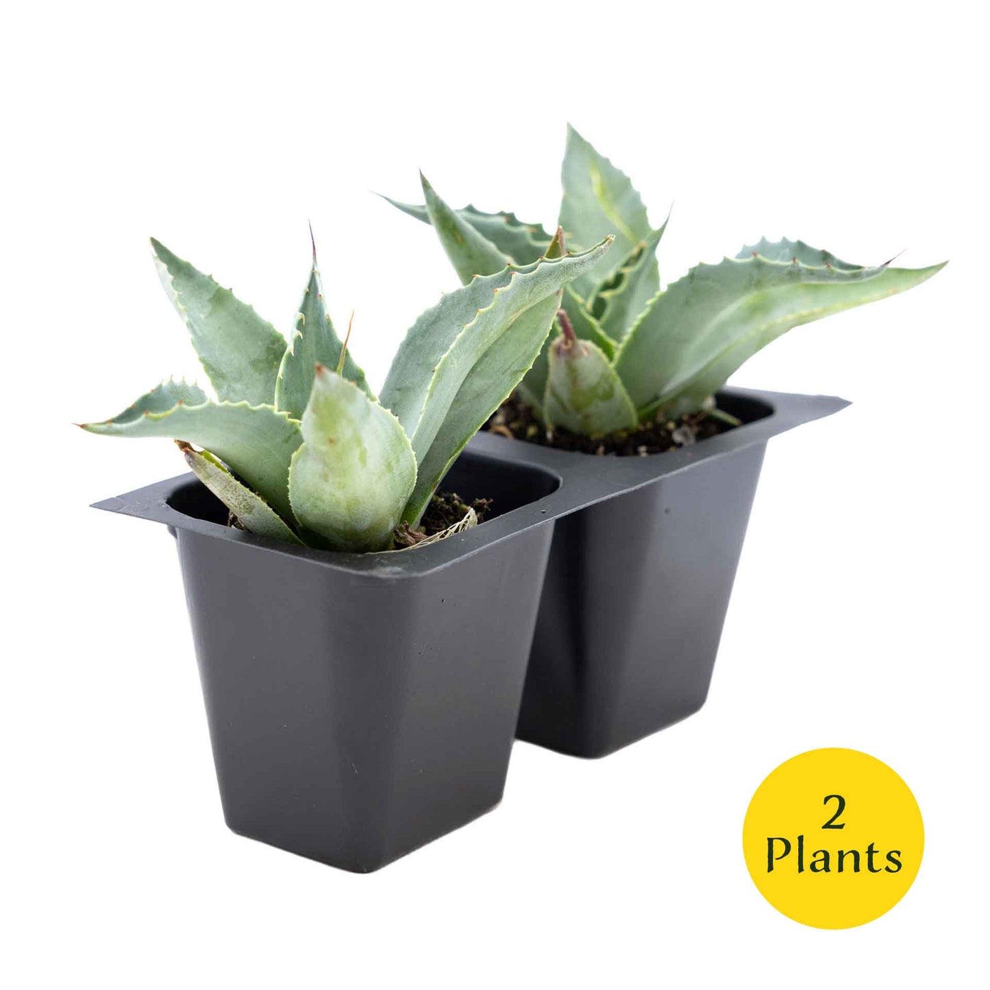 2 Whale's Tongue Agave Succulent Plants in Nursery Cubes (Agave ovatifolia) Evergreen Agave with Blue Paddle-Like Leaves for Xeriscaping