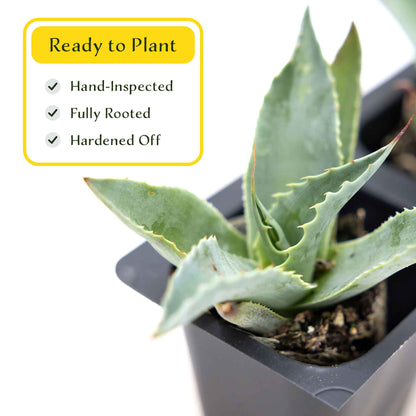 2 Whale's Tongue Agave Succulent Plants in Nursery Cubes (Agave ovatifolia) Evergreen Agave with Blue Paddle-Like Leaves for Xeriscaping