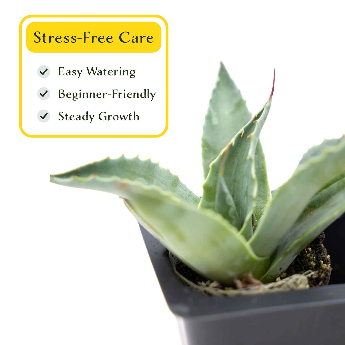 2 Whale's Tongue Agave Succulent Plants in Nursery Cubes (Agave ovatifolia) Evergreen Agave with Blue Paddle-Like Leaves for Xeriscaping
