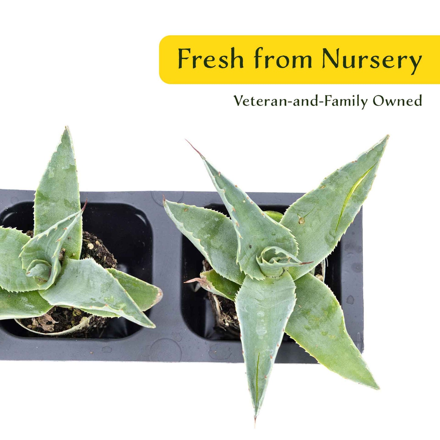 2 Whale's Tongue Agave Succulent Plants in Nursery Cubes (Agave ovatifolia) Evergreen Agave with Blue Paddle-Like Leaves for Xeriscaping